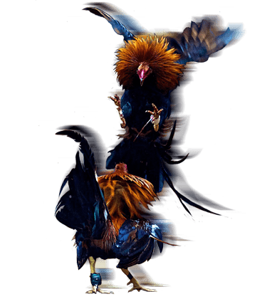 Event Sabung Ayam Imlek dengan Peluang Menang Tinggi