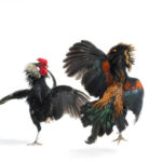 Event Imlek Sabung Ayam