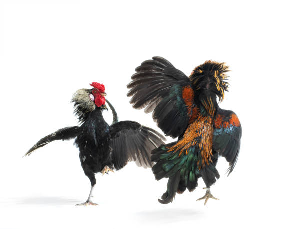 Event Imlek Sabung Ayam: Tradisi dan Keberanian Awal Tahun