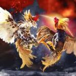 Promo Sabung Ayam Online